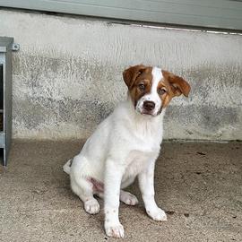 Blue cucciolo taglia medio grande