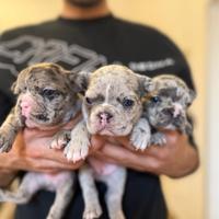 Bulldog Francese Merlé