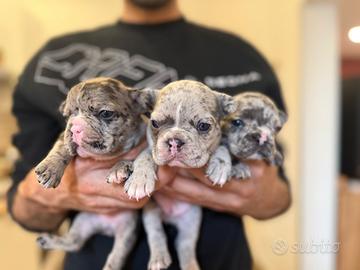 Bulldog Francese Merlé