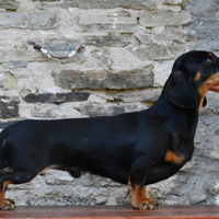 Bassotto maschio kaninchen per le monte