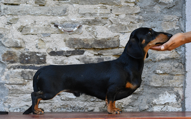 Bassotto maschio kaninchen per le monte