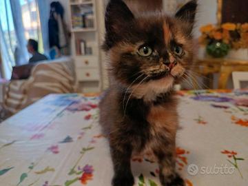 Gattine Maine coon