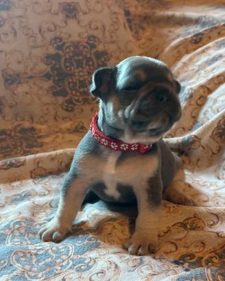 Cucciolo blu tan bulldog francese