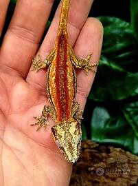 geco auriculatus 
