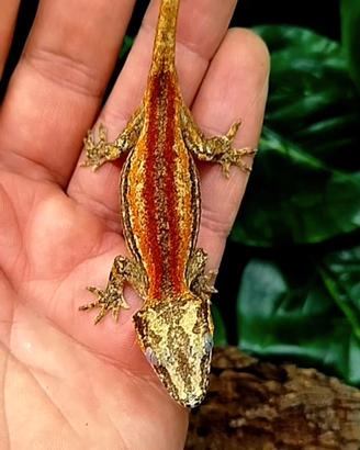 geco auriculatus 