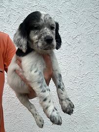 Cucciolata SETTER INGLESE