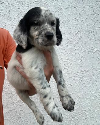 Cucciolata SETTER INGLESE