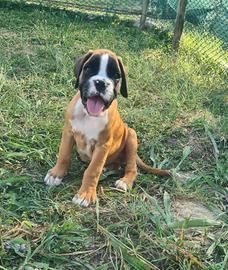 Cuccioli Boxer