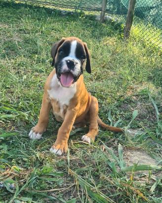 Cuccioli Boxer