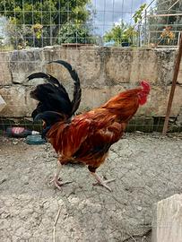 Gallo