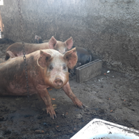 Suino 1 anno, circa 200-220 kg