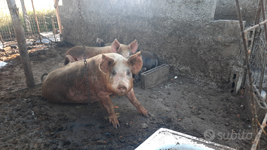 Suino 1 anno, circa 200-220 kg