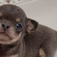 Chihuahua mini mini