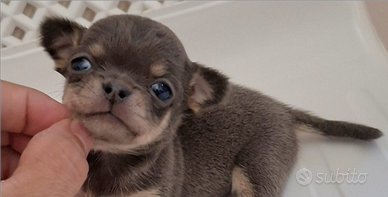 Chihuahua mini mini