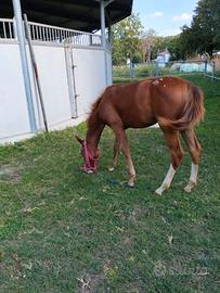 Puledra appaloosa
