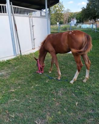 Puledra appaloosa
