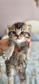 British shorthair