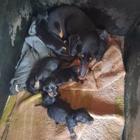 Cuccioli di bassotto