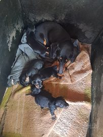 Cuccioli di bassotto