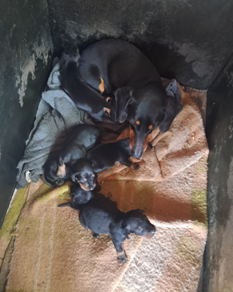 Cuccioli di bassotto