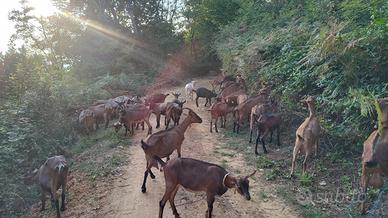 Capre camosciate da rimonta