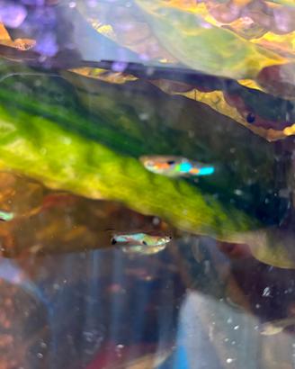 Pesci endler blue japan