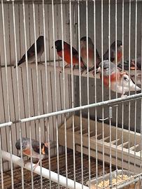 Cardinalini del venezuela