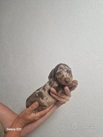 Bassotti Kaninchen