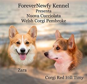 Disponibili Cuccioli di Welsh Corgi Pembroke