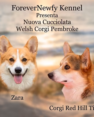 Disponibili Cuccioli di Welsh Corgi Pembroke