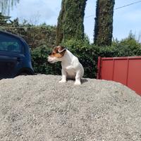 Jack Russell Zampa corta pelo corto