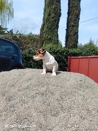 Jack Russell Zampa corta pelo corto