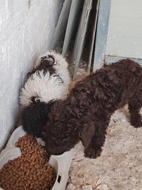 lagotto romagnolo 