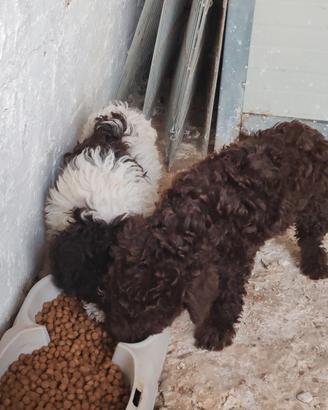 lagotto romagnolo 