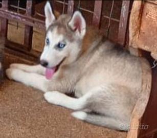 Cucciola di husky