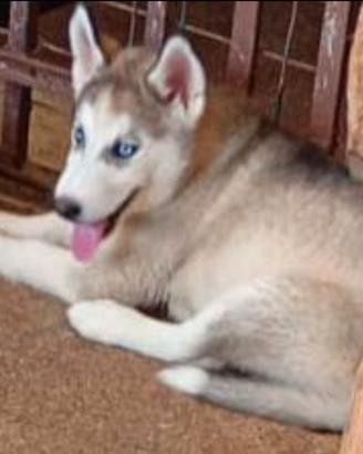 Cucciola di husky