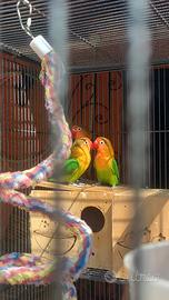 Inseparabili