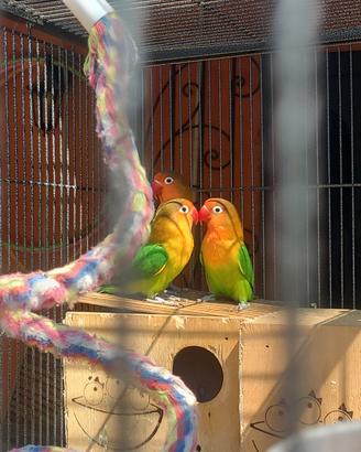 Inseparabili
