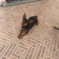 Cuccioli pinscher chihuhahua