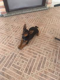 Cuccioli pinscher chihuhahua