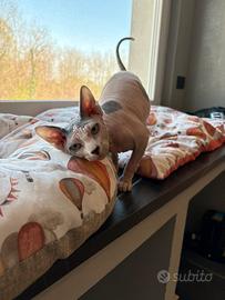 Sphynx maschio 6 mesi