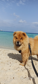 Chow chow
