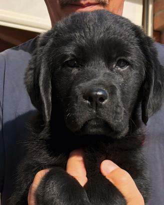 Labrador retriever cuccioli neri