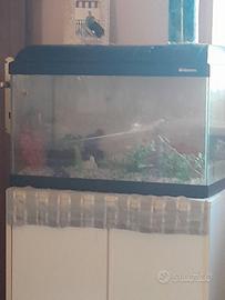 Acquario