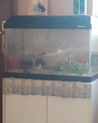 Acquario