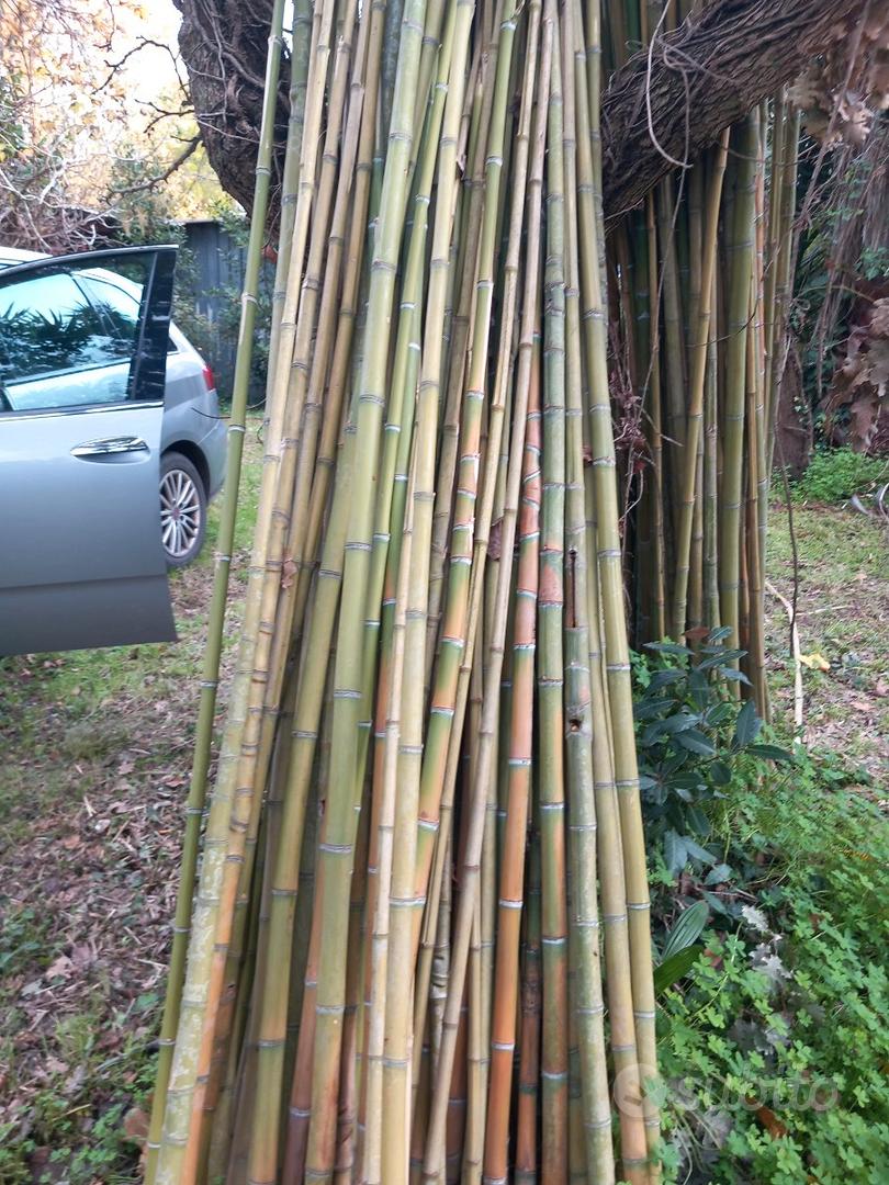 Canne di bamboo da Arredamento - Banbamboo