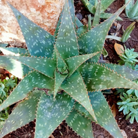 Pianta grassa
