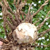 Bulbo 1 di pianta Arundo donax 