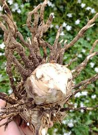 Bulbo 1 di pianta Arundo donax 