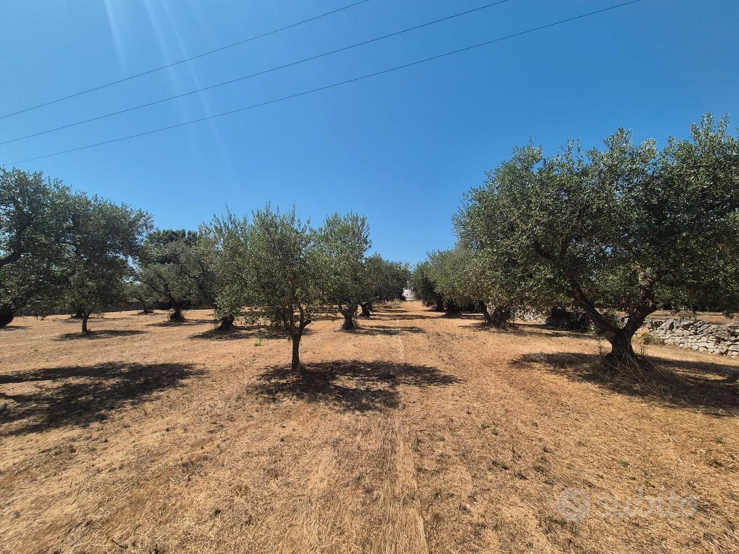 C.da Montetessa, trullo da ristrutturare e terreno - Altro